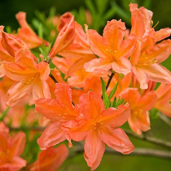 Рододендрон Японский Оранжевый купить с доставкой Рододендрон Японский Оранжевый купить с доставкой