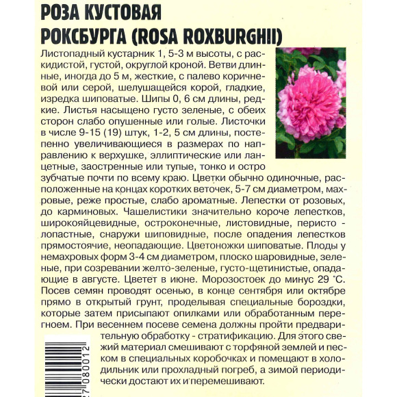 Роза кустовая Роксбурга [Семена редких растений] купить с доставкой