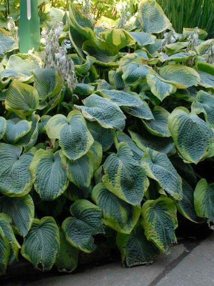 Хоста Фрэнсис Уильямс (Frances Williams) [L] купить с доставкой