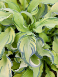 Хоста Риппл Эффект (Ripple Effect) [M]