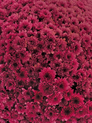Хризантема мультифлора Лаки Пурпл (Lucky Purple)