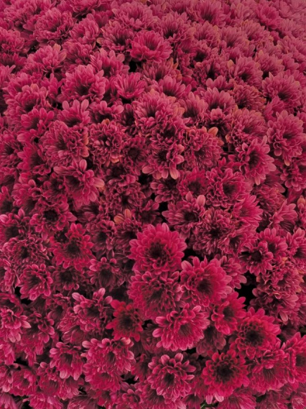 Хризантема мультифлора Лаки Пурпл (Lucky Purple) купить с доставкой