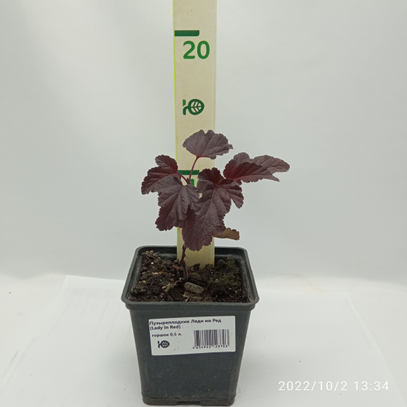 Пузыреплодник Леди ин Ред (Lady in Red) купить с доставкой