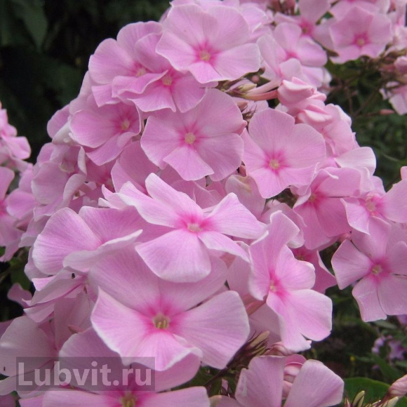 Флокс Владимир с доставкой