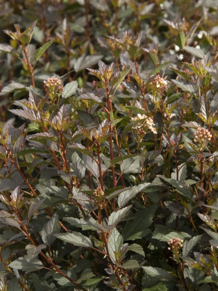 Пузыреплодник Литтл Джокер (Little Joker) купить с доставкой