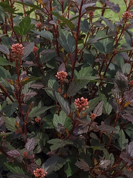 Пузыреплодник Литтл Джокер (Little Joker) купить с доставкой