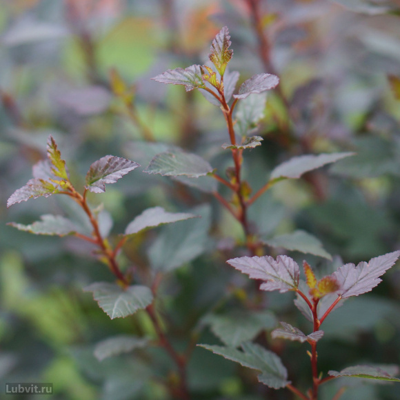 Пузыреплодник Литтл Джокер (Little Joker) купить с доставкой