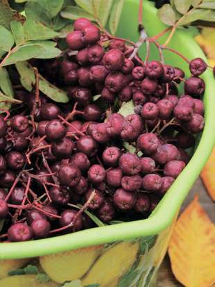 Рябина Титан