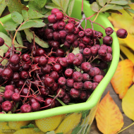 Рябина Титан Рябина Титан