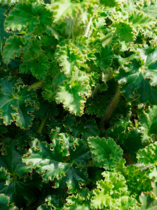 Гейхера Малахит (Malachite)