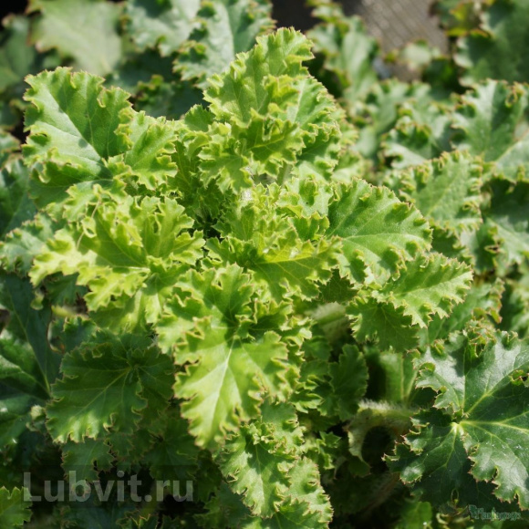 Гейхера Малахит (Malachite) купить с доставкой Гейхера Малахит (Malachite) купить с доставкой