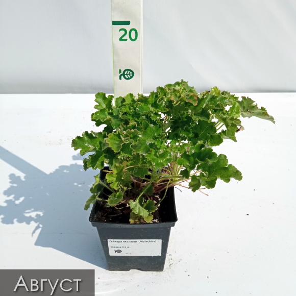 Гейхера Малахит (Malachite) купить с доставкой Гейхера Малахит (Malachite) купить с доставкой