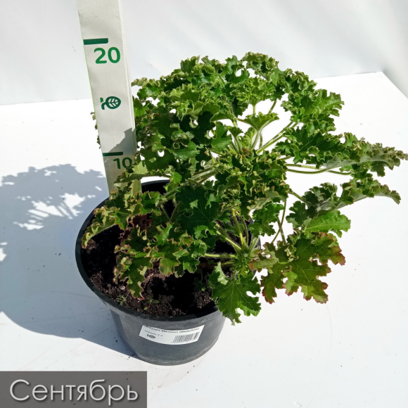 Гейхера Малахит (Malachite) купить с доставкой Гейхера Малахит (Malachite) купить с доставкой