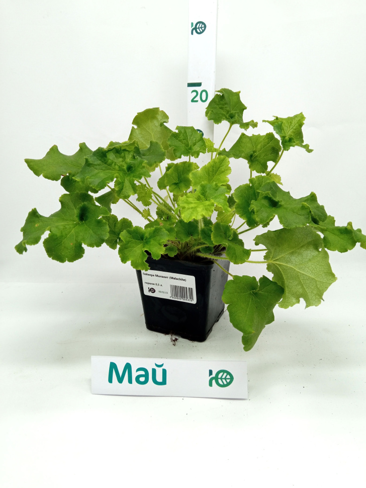 Анальды секстегі ең ұзын дилдо