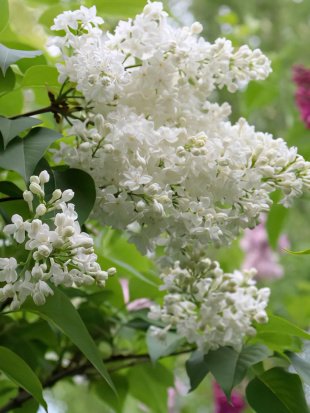 Сирень Иней PBR