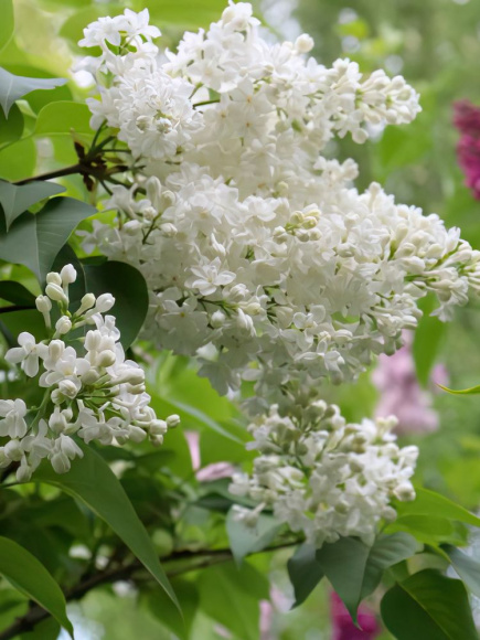 Сирень Иней PBR купить с доставкой