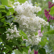 Сирень Иней PBR