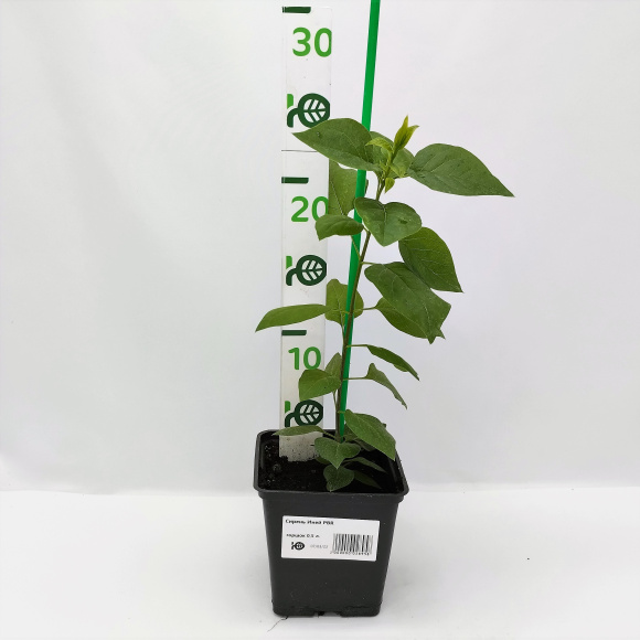 Сирень Иней PBR купить с доставкой Сирень Иней PBR купить с доставкой