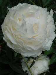 Пион Соланж (Solange)