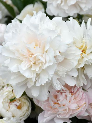 Пион Соланж (Solange)