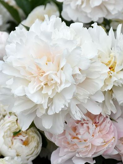 Пион Соланж (Solange) купить с доставкой