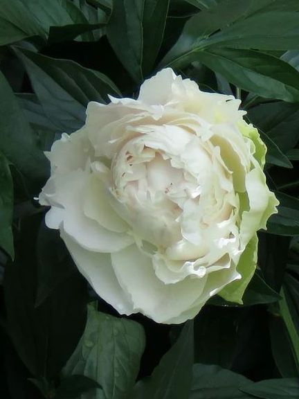 Пион Соланж (Solange) купить с доставкой