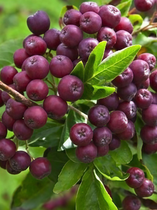 Рябина Ликерная