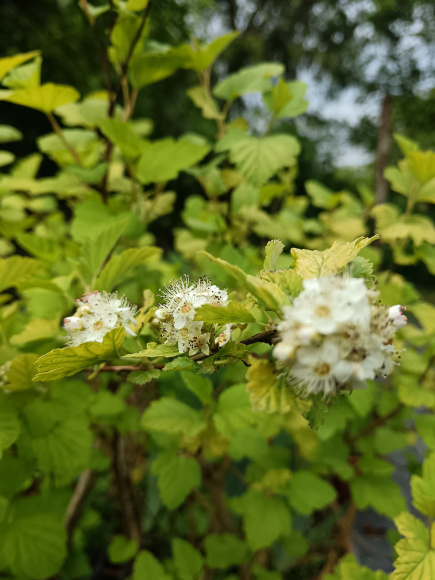 Пузыреплодник Лютеус (Luteus) купить с доставкой