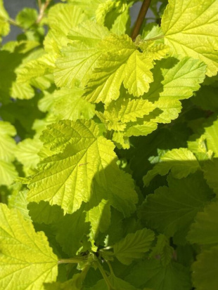 Пузыреплодник Лютеус (Luteus)