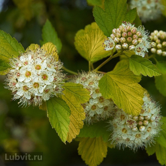 Пузыреплодник Лютеус (Luteus) купить с доставкой