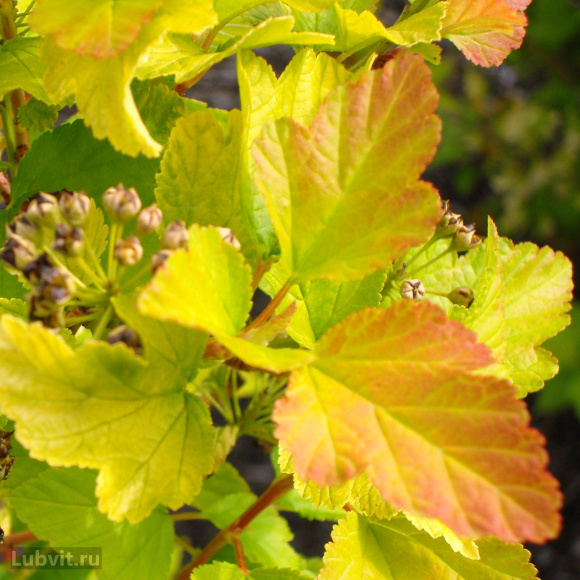 Пузыреплодник Лютеус (Luteus) купить с доставкой