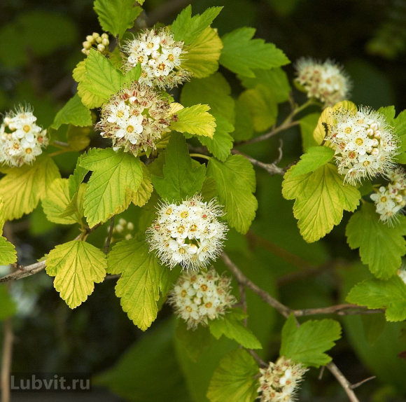Пузыреплодник Лютеус (Luteus) купить с доставкой