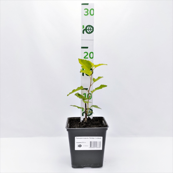 Пузыреплодник Лютеус (Luteus) купить с доставкой