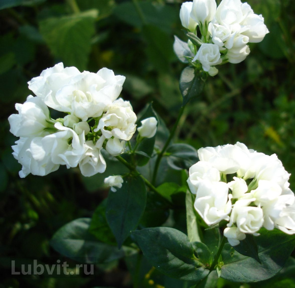 Флокс Тиара (Tiara) купить с доставкой