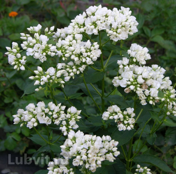 Флокс Тиара (Tiara) купить с доставкой