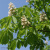 Каштан конский (Aesculus) купить с доставкой