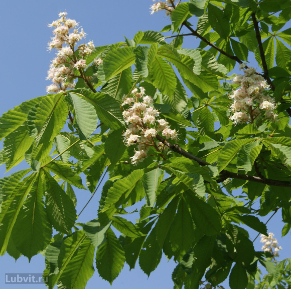 Каштан конский (Aesculus) с доставкой