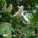 Каштан конский (Aesculus) с доставкой