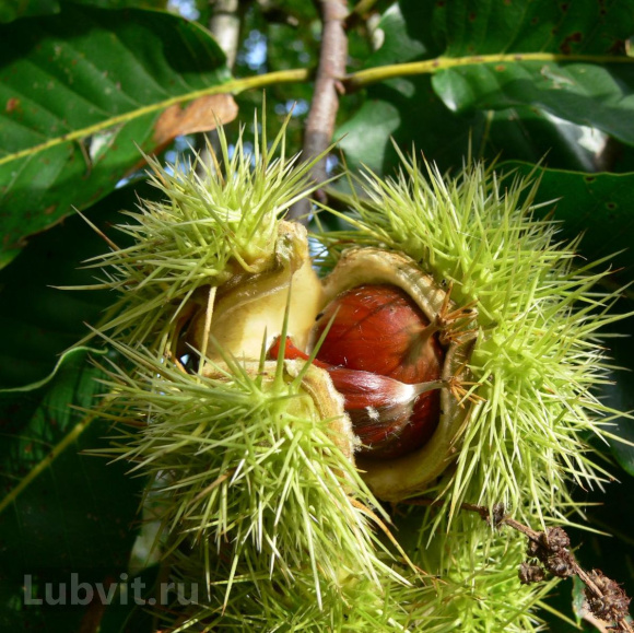 Каштан конский (Aesculus) купить с доставкой