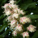 Каштан конский (Aesculus) с доставкой