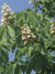 Каштан конский (Aesculus) купить с доставкой