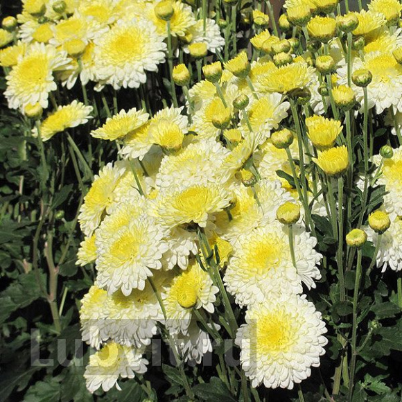 Хризантема корейская Вероника купить с доставкой Хризантема корейская Вероника купить с доставкой