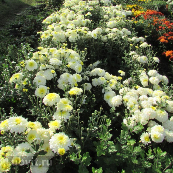 Хризантема корейская Вероника купить с доставкой Хризантема корейская Вероника купить с доставкой