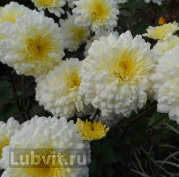 Хризантема корейская Вероника с доставкой