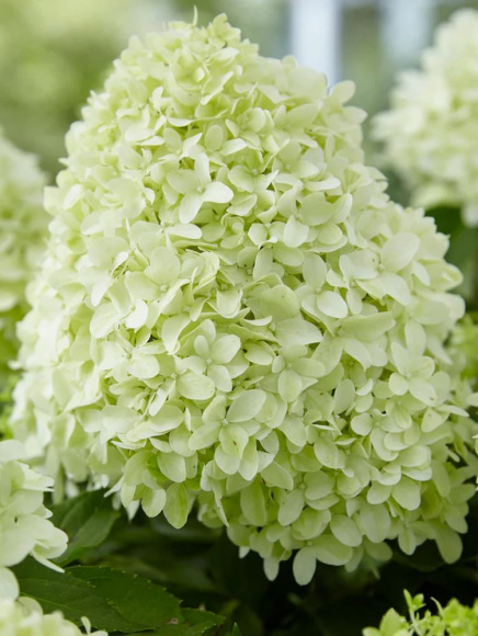 Гортензия Литл Спуки (Little Spooky) метельчатая купить с доставкой