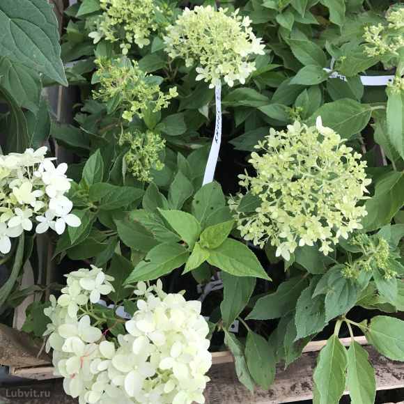 Гортензия Литл Спуки (Little Spooky) метельчатая купить с доставкой Гортензия Литл Спуки (Little Spooky) метельчатая купить с доставкой