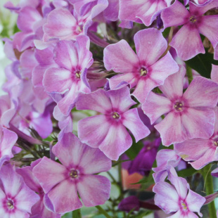 Флокс Данила-Мастер