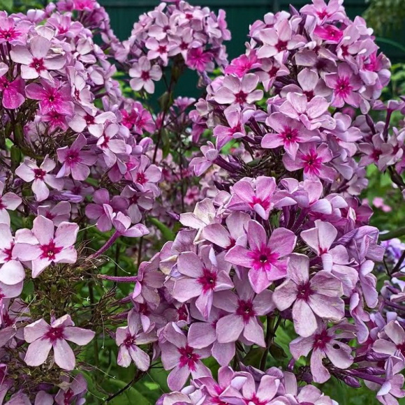 Флокс Данила-Мастер купить с доставкой Флокс Данила-Мастер купить с доставкой