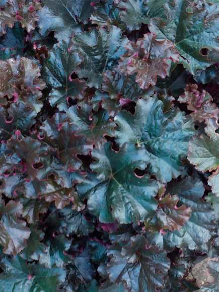 Гейхера Ворлд Кафе Эспрессо (World Caffe Espresso) купить с доставкой