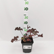 Гейхера Ворлд Кафе Эспрессо (World Caffe Espresso)